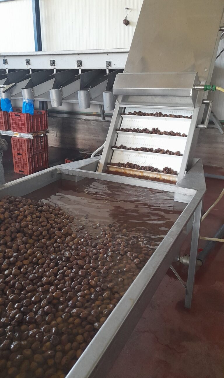 KAPA OLIVE FARM 20240711_100818